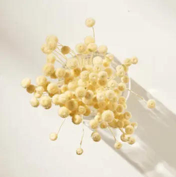 Dried Amarely