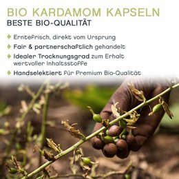 Wilder Kardamom Kapseln ganz, grün, BIO, 100g