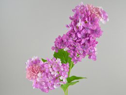 Shorts à des forts x2, 71 cm, blanc violet