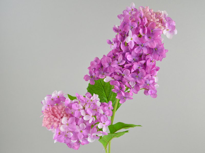 Shorts à des forts x2, 71 cm, blanc violet