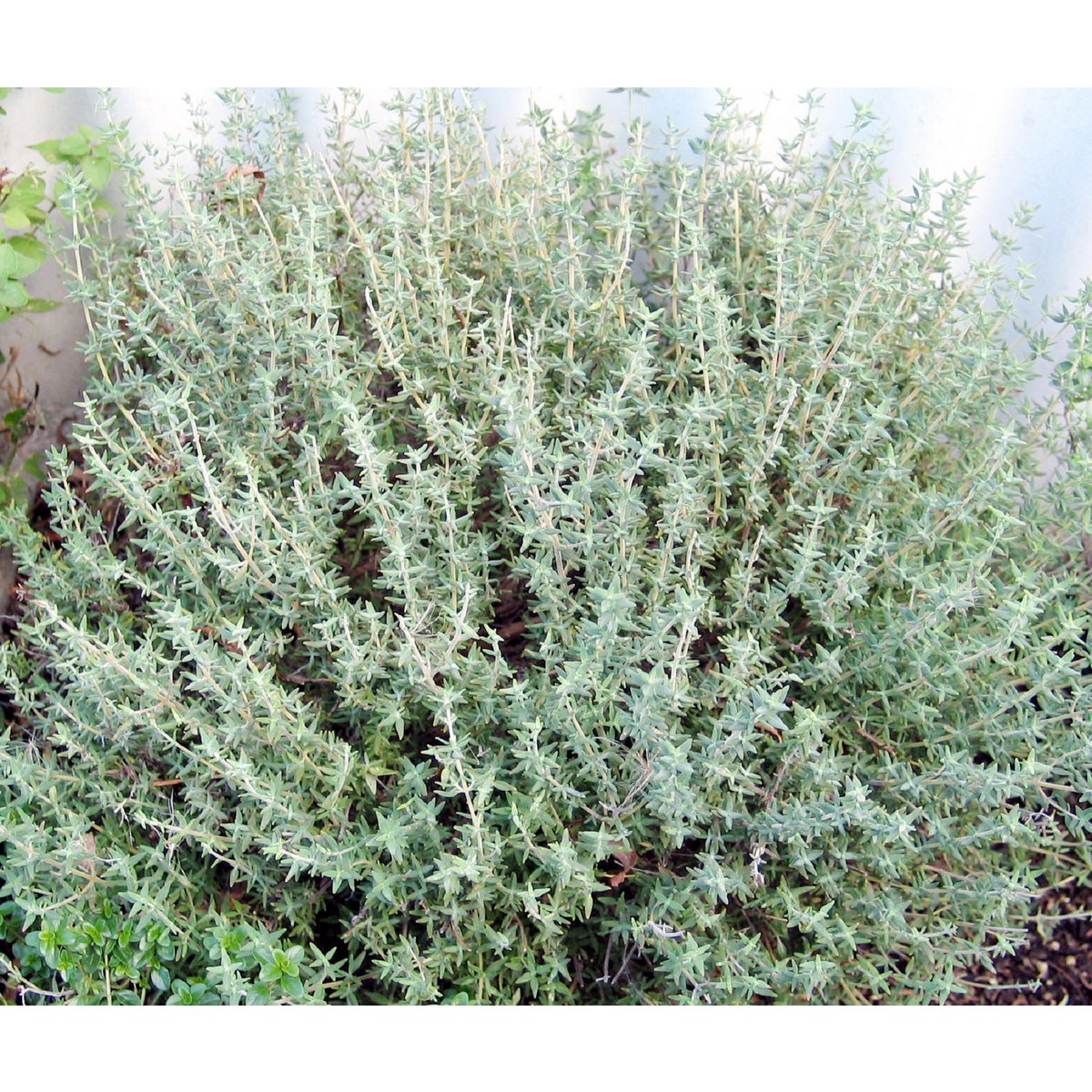 Greek Thyme 25g