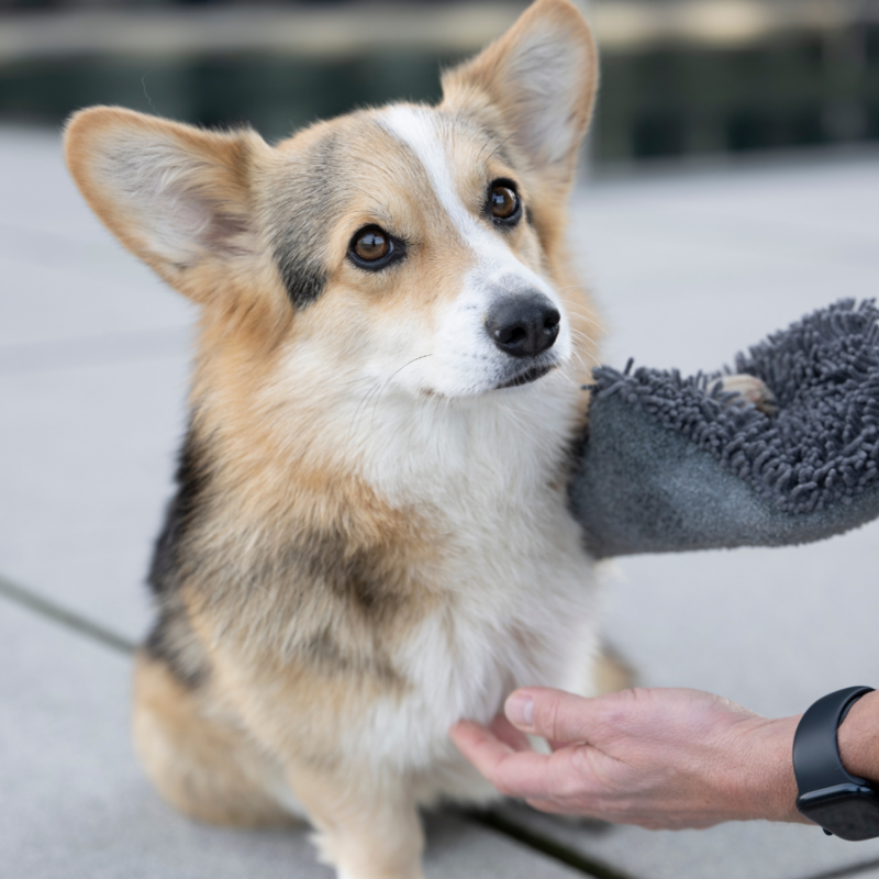 Hund tør handske hurtig tør grafit