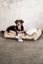 Juguete para perros Conejo Theo