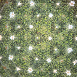 Kaleidoskop -Keksen du monde alte