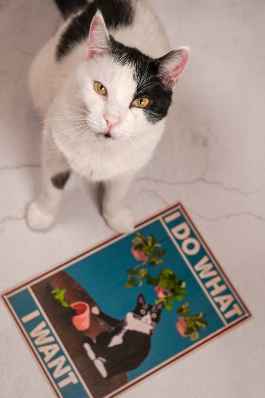 Targa in metallo Happy cat 2 20x30 cm Isabelle Rose