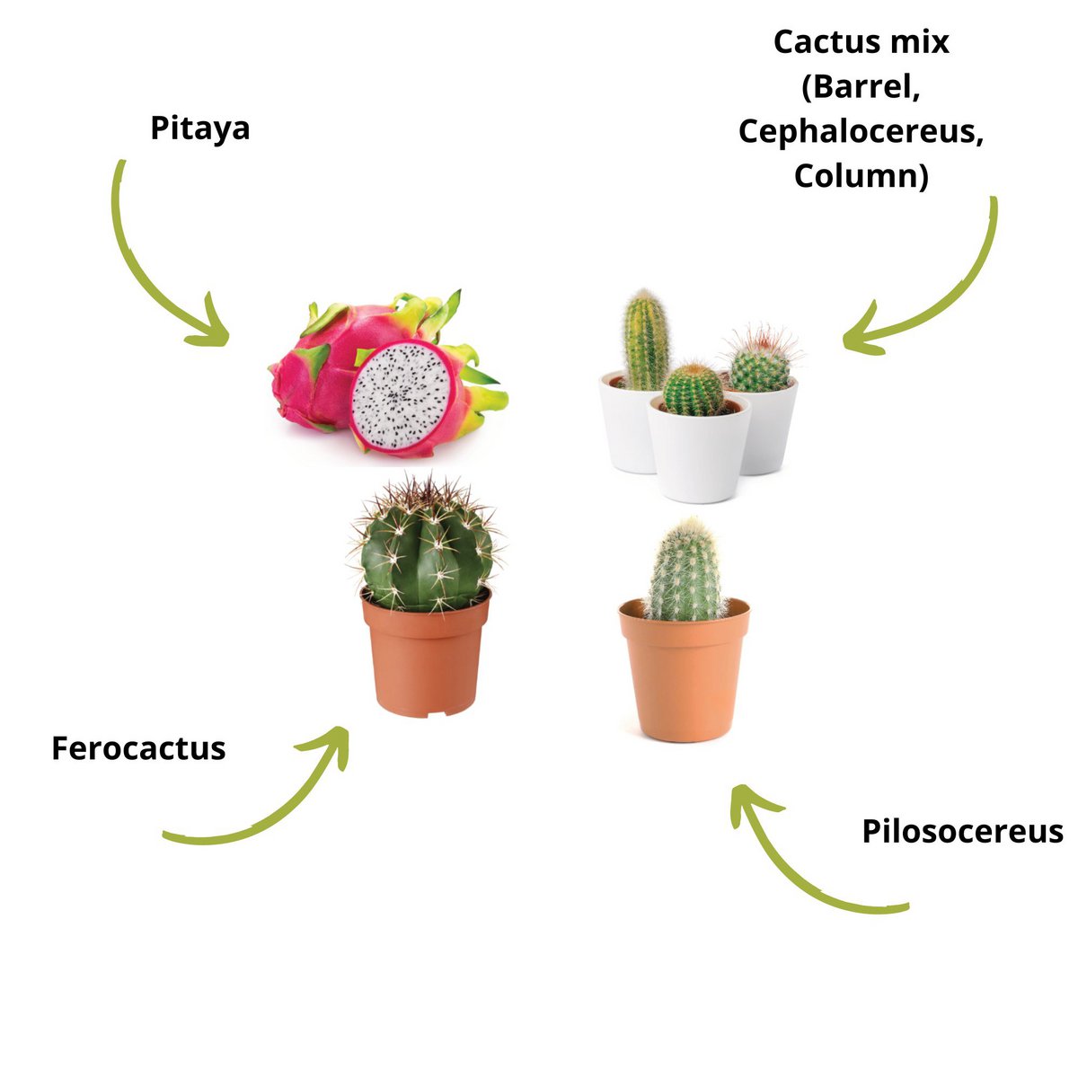 CULTIVEA® Mini Ready to Grow Cactus Kit - Have og dekoration - Gaveidé (Pitaya "Dragon Fruit", Ferocactus, Pilosocereus og Cactus Mix) - Made In France - DIY