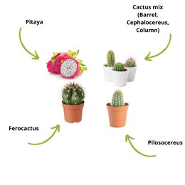 CULTIVEA® Mini Ready to Grow Cactus Kit - Have og dekoration - Gaveidé (Pitaya "Dragon Fruit", Ferocactus, Pilosocereus og Cactus Mix) - Made In France - DIY