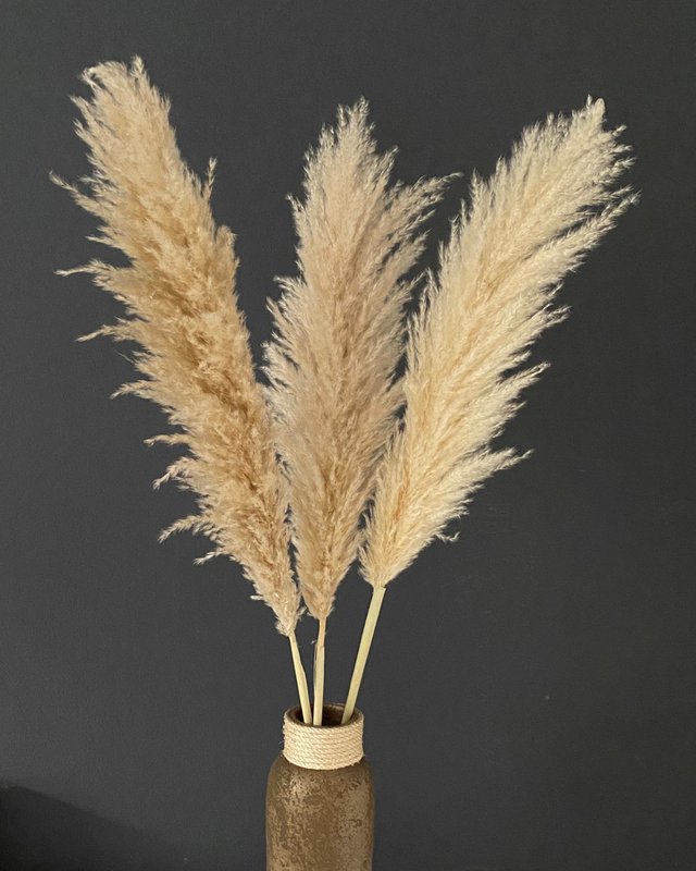 Pampas græs stor beige 120 cm
