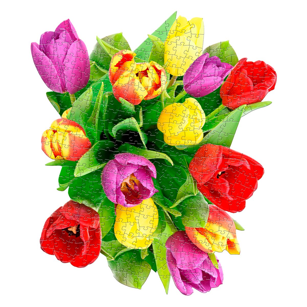 I Am Mini - Tulip