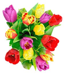 I Am Mini - Tulip