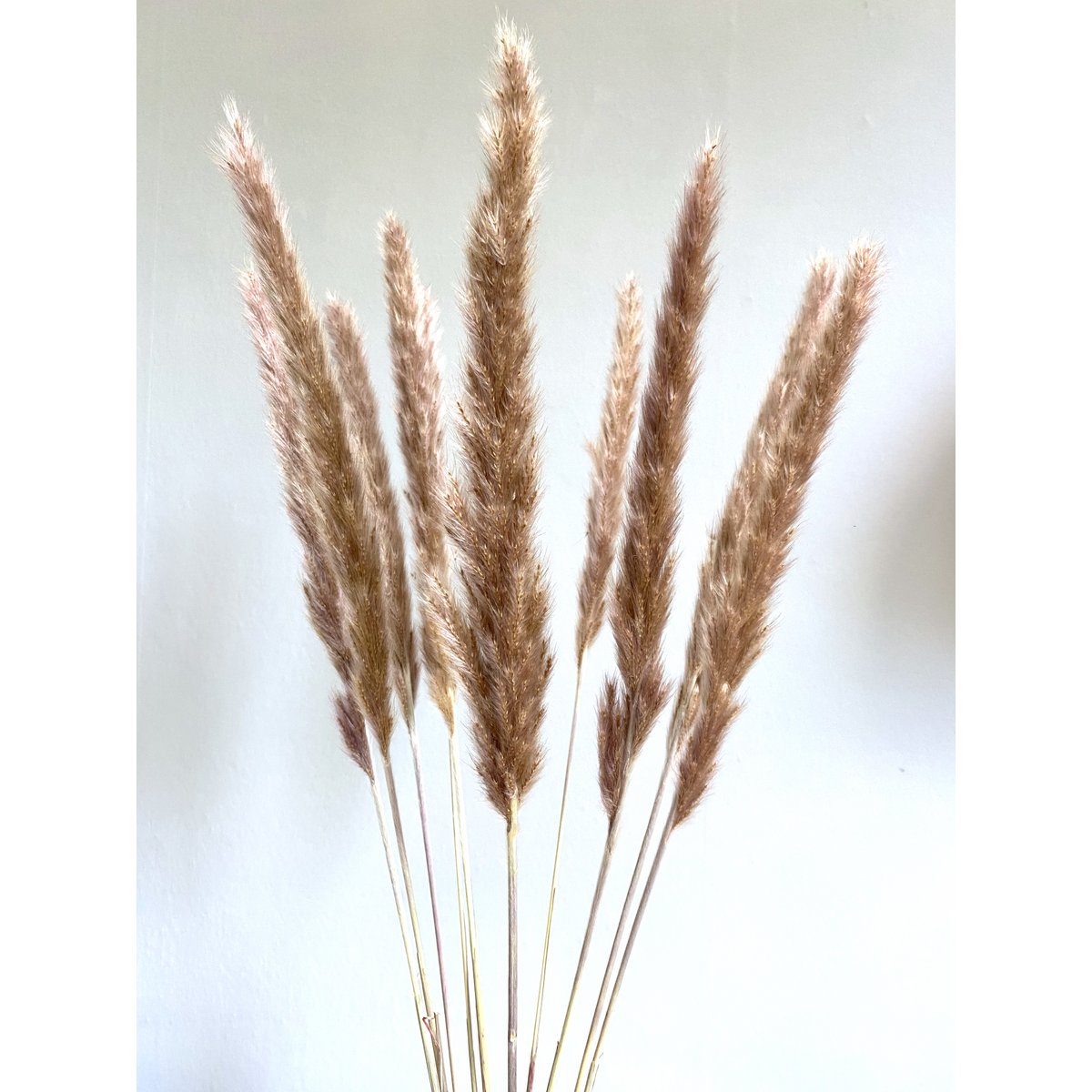 Fluffy Pampas, 70g/environ 20-30 pièces, 70cm, naturel