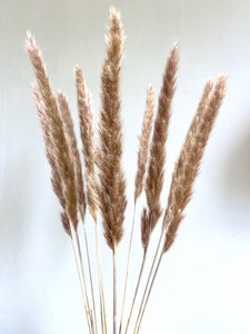 Fluffy Pampas, 70g/approx. 20-30 pieces, 70cm, natural