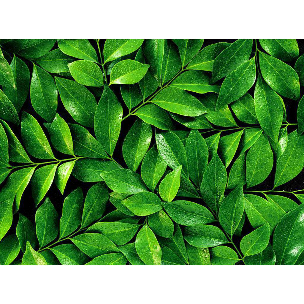 Tea Tree - 100% essential oil - 10 ml - suggested retail price € 8.95