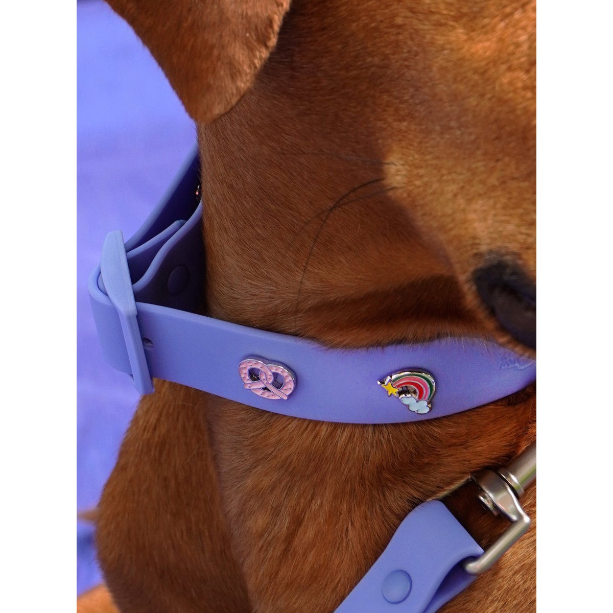 Rainbow dog collar trailer