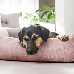 TUDOR ORTHO | Premium Orthopedic Dog Bed