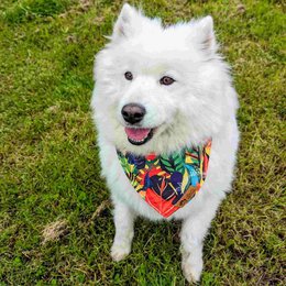 Collana tropicale e bandana