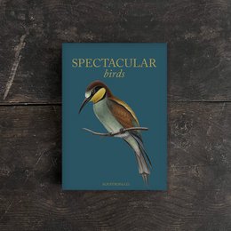 Spectacular birds - 8 quality cards w/envelopes