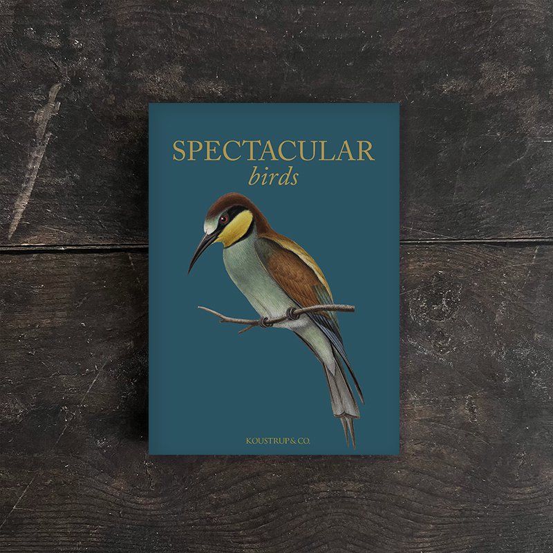 Spectacular birds - 8 quality cards w/envelopes