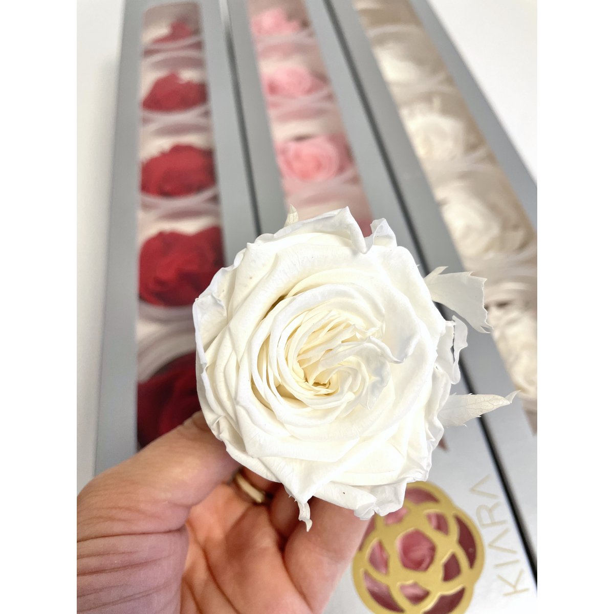Gestabiliseerde Ecuador Rose XL, D6cm, wit