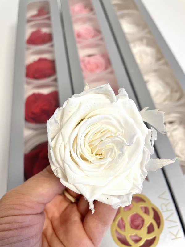 Gestabiliseerde Ecuador Rose XL, D6cm, wit