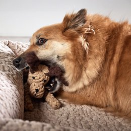 Doggy Dog - kultlegetøj til hunde