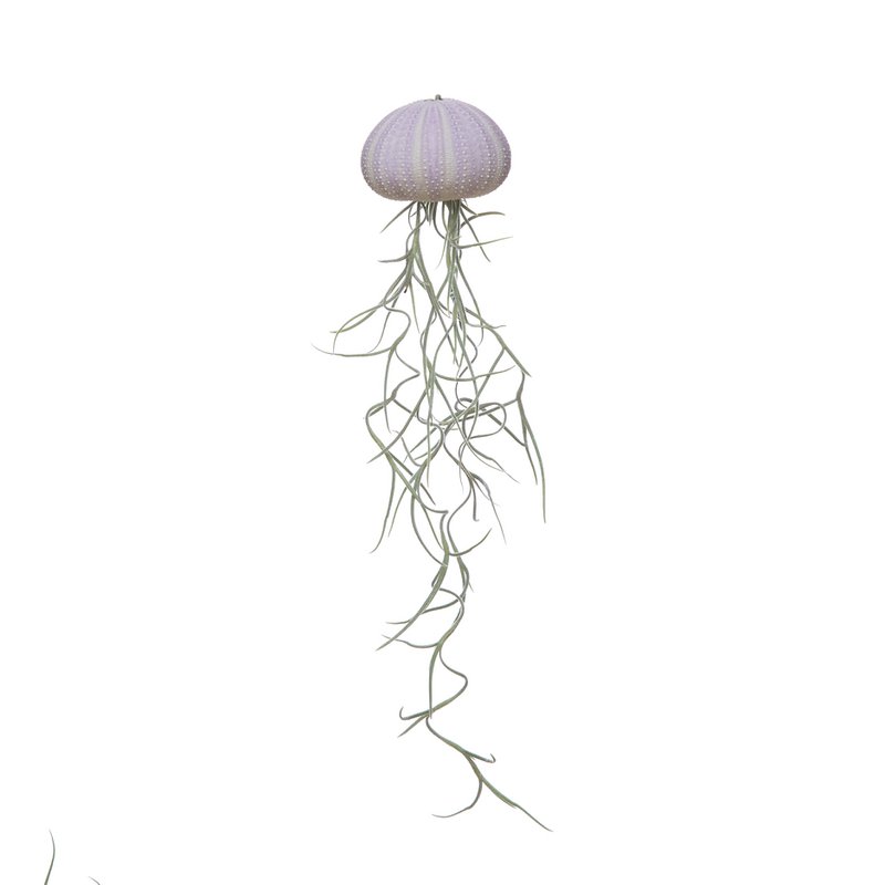 Medusa viola medio muschio spagnolo