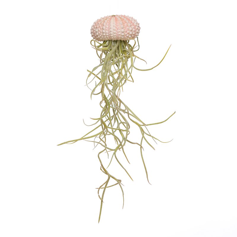 Qualle klein rosa + Tillandsia usneoides