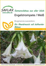 Trompeta de ángel / blanco