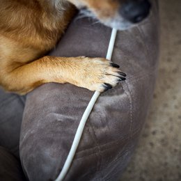 OXFORD I CLASSIC HUNDEBETT