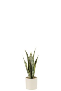 J-Line plants Sansevieria in pot - plastic - green - small