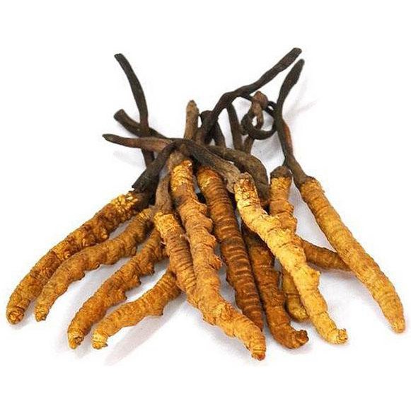 Cordyceps