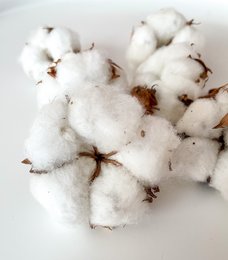 Bloem van natuurlijk gedroogd katoen - 1 stuk