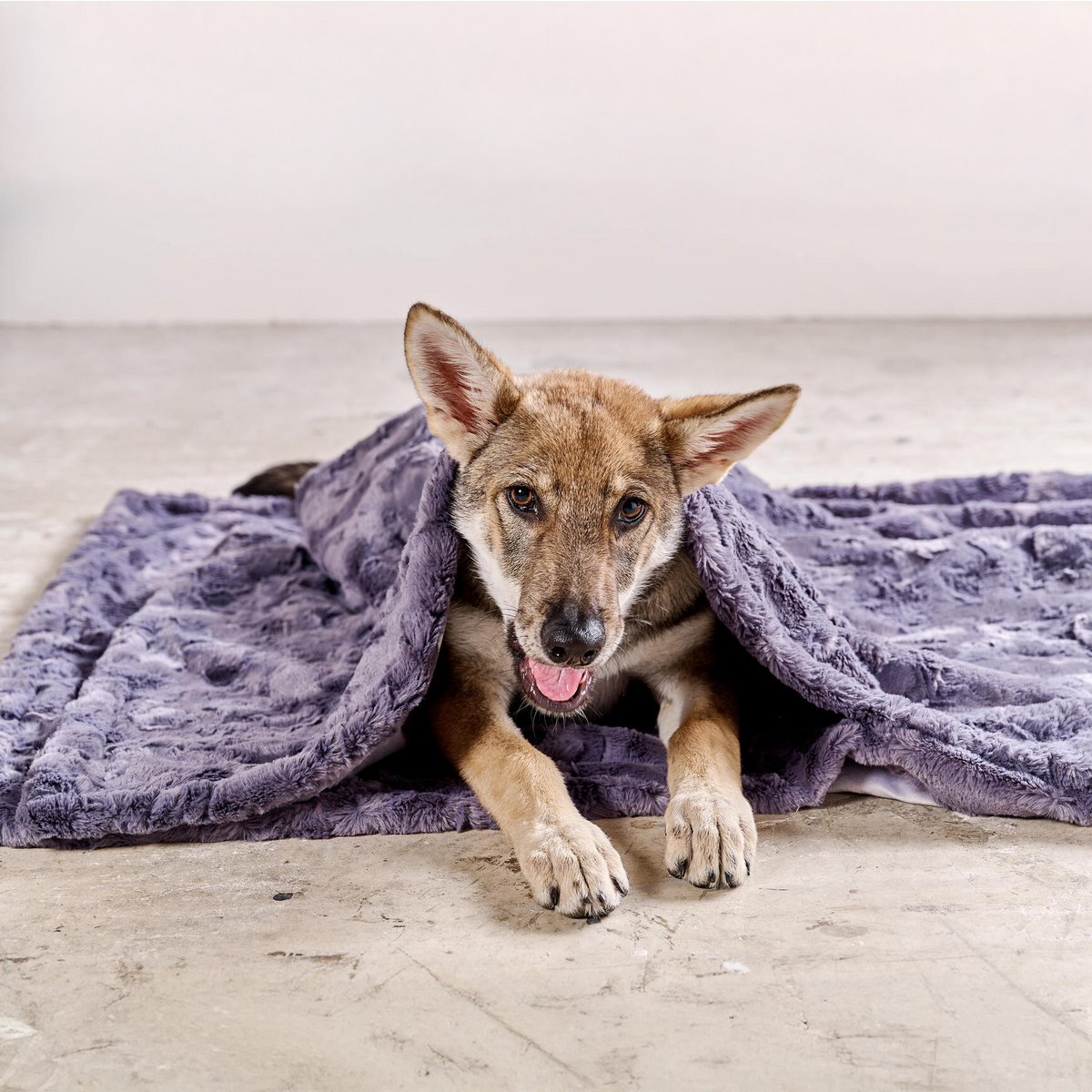 COZY Kuscheldecke für Hunde