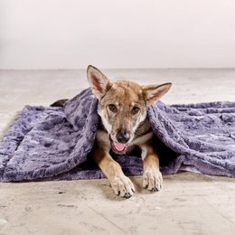 COZY Kuscheldecke für Hunde