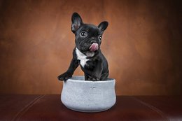 ROCKY - elegant skål til hunde og katte
