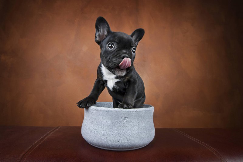 ROCKY - elegant skål til hunde og katte