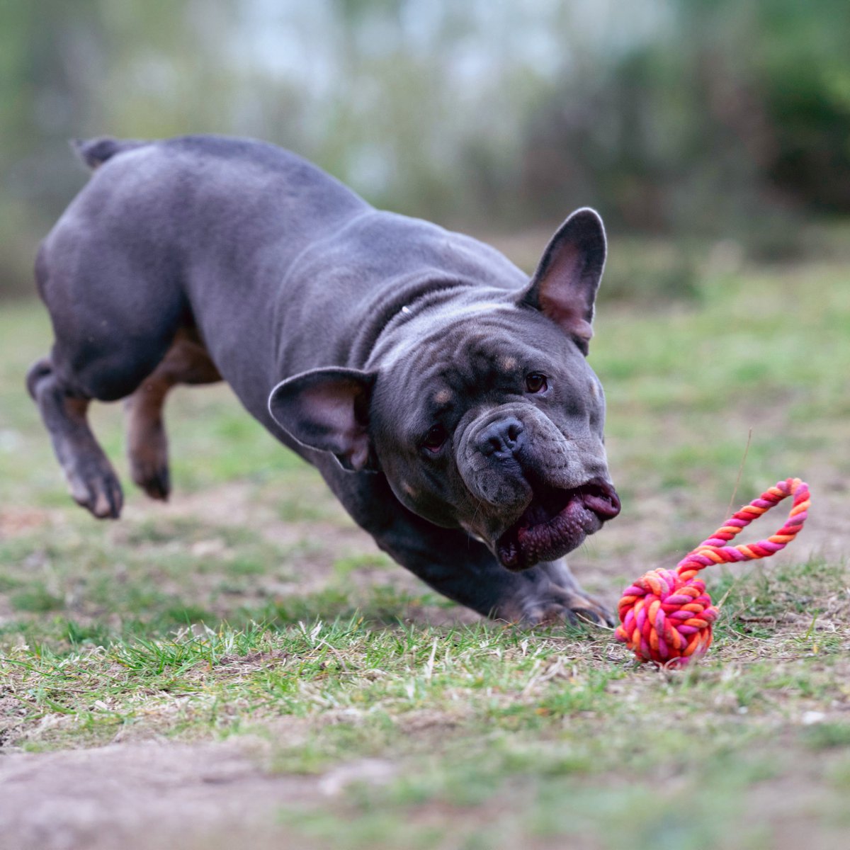 Mini palla a fionda: giocattolo cult per cani