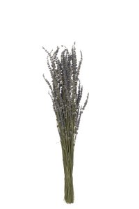 J -Line Bündel getrockneter Lavendel - Riet - lila