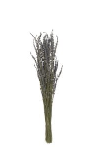 J -Line Bündel getrockneter Lavendel - Riet - lila
