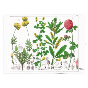 Poster, 50x70,  Red clover flower, Hortus Botanicus