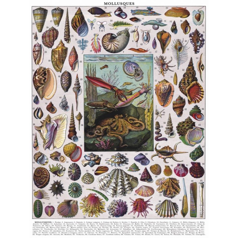 New York Puzzle Company Puzzle Mollusks - 1000 pieces