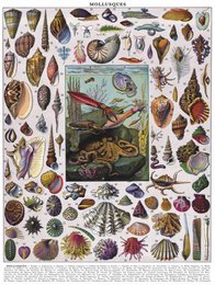 New York Puzzle Company Puzzle Mollusks - 1000 pieces