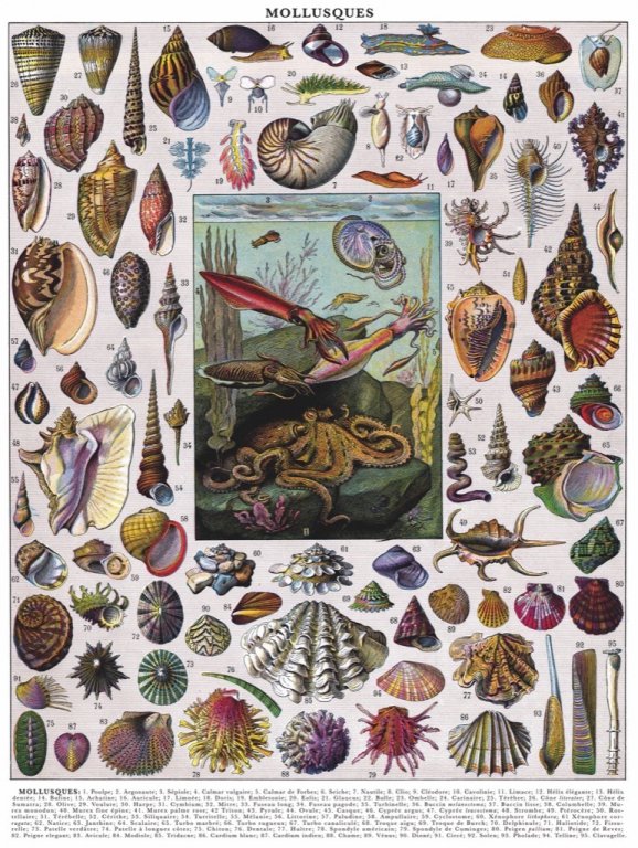 New York Puzzle Company Puzzle Mollusks - 1000 pieces