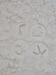Stamp set with paw prints, animal footprints, starfish shapes, sensory toy for children.