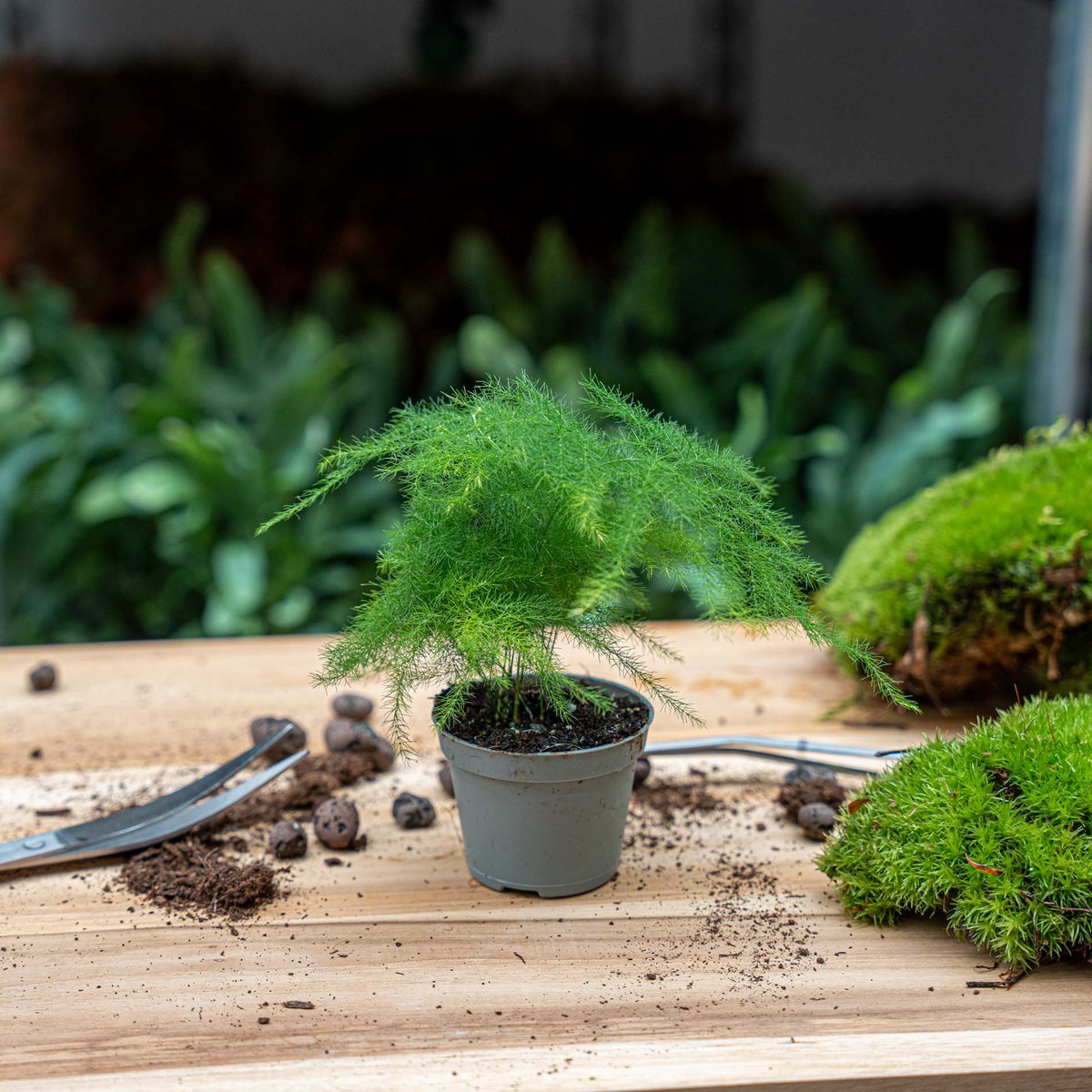 Spargel Setaceus Plumosus – Zierspargel – Terrarienpflanze