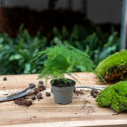Asparagus Setaceus Plumosus – Ornamental Asparagus - Terrarium plant