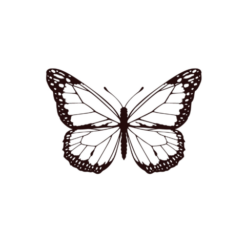 Tatouage éphémère Sioou - Papillon nocturne x5