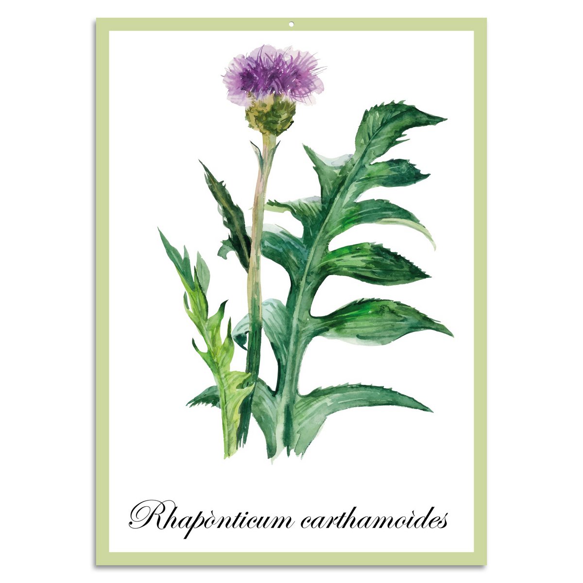 Blechschild - Rhaponticum carthamoides 20x30cm