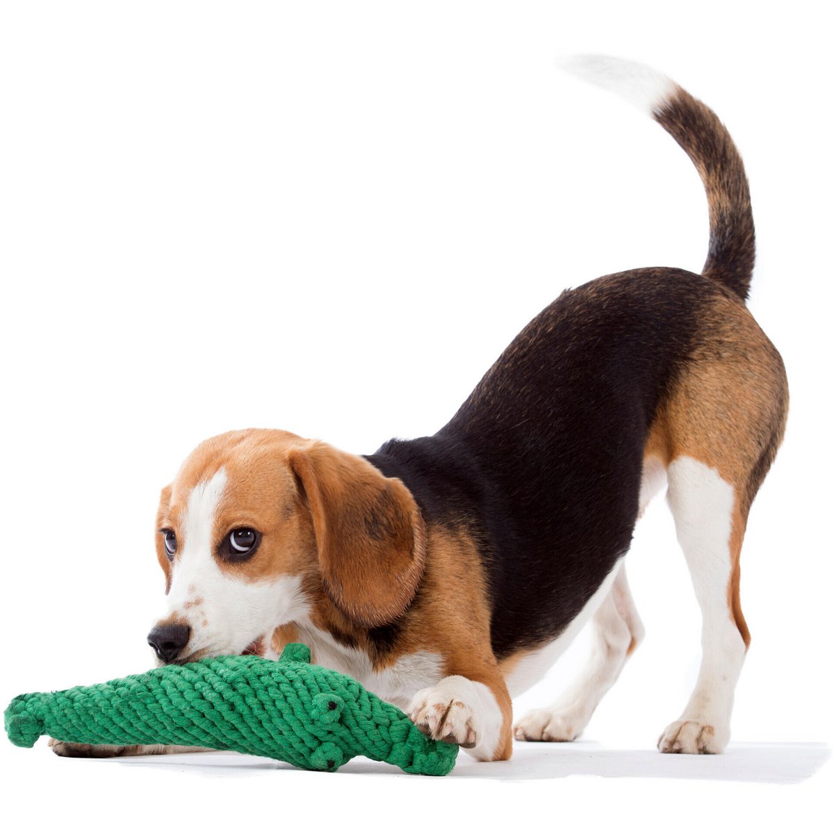 Kalli Crocodile - giocattolo cult per cani
