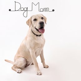 Decoración de pared de alambre "Perro" "Mamá Perro" - para fijar - Joyería de pared